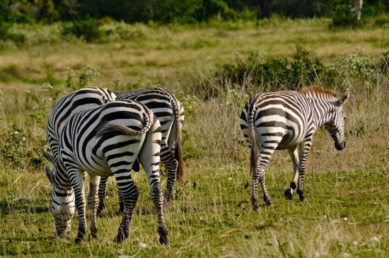 Calauit Safari Park