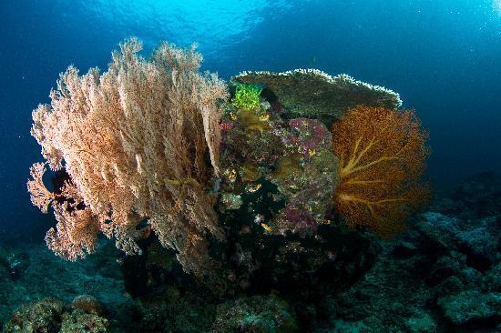 Plankton Divers El Nido