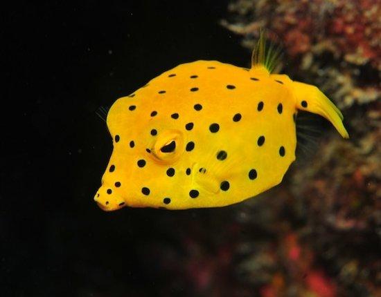 Pa-Lao-Yu Dive Resort