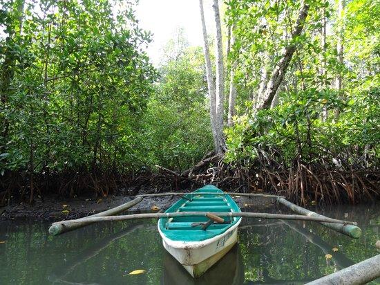 Mangrove Paddle Boat Tour